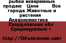 рыбки акваримные продаю › Цена ­ 30 - Все города Животные и растения » Аквариумистика   . Свердловская обл.,Среднеуральск г.